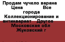 Продам чучело варана › Цена ­ 15 000 - Все города Коллекционирование и антиквариат » Другое   . Московская обл.,Жуковский г.